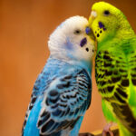 Волнистый попугай 🦜 Что он ест в неволе | Pet7
