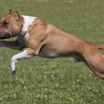 ТОП-10 самыз бойцовских пород собак с фото и видео | 7petdays